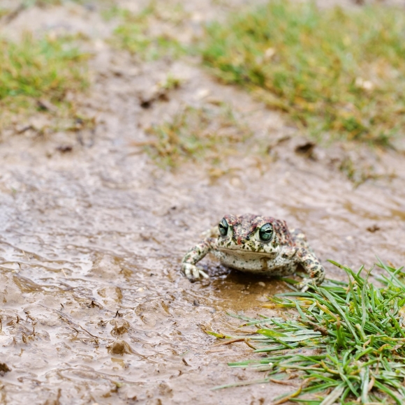 Natterjack Toad